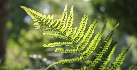 Persoonlijk Leiderschap in de natuur